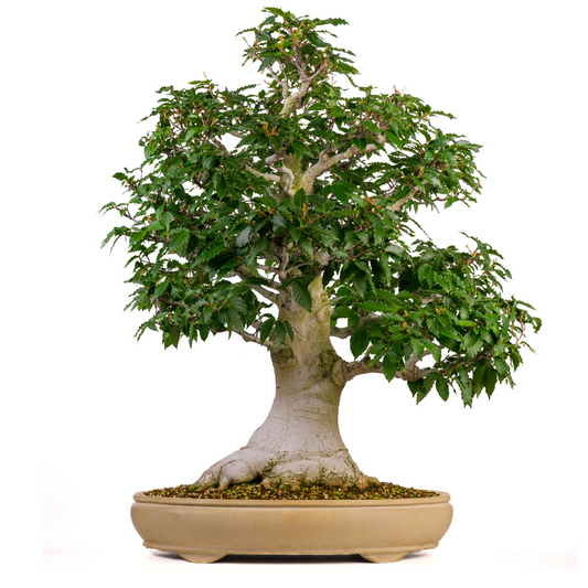 Fagus crenata (faggio giapponese) n. 117, altezza ~95 cm