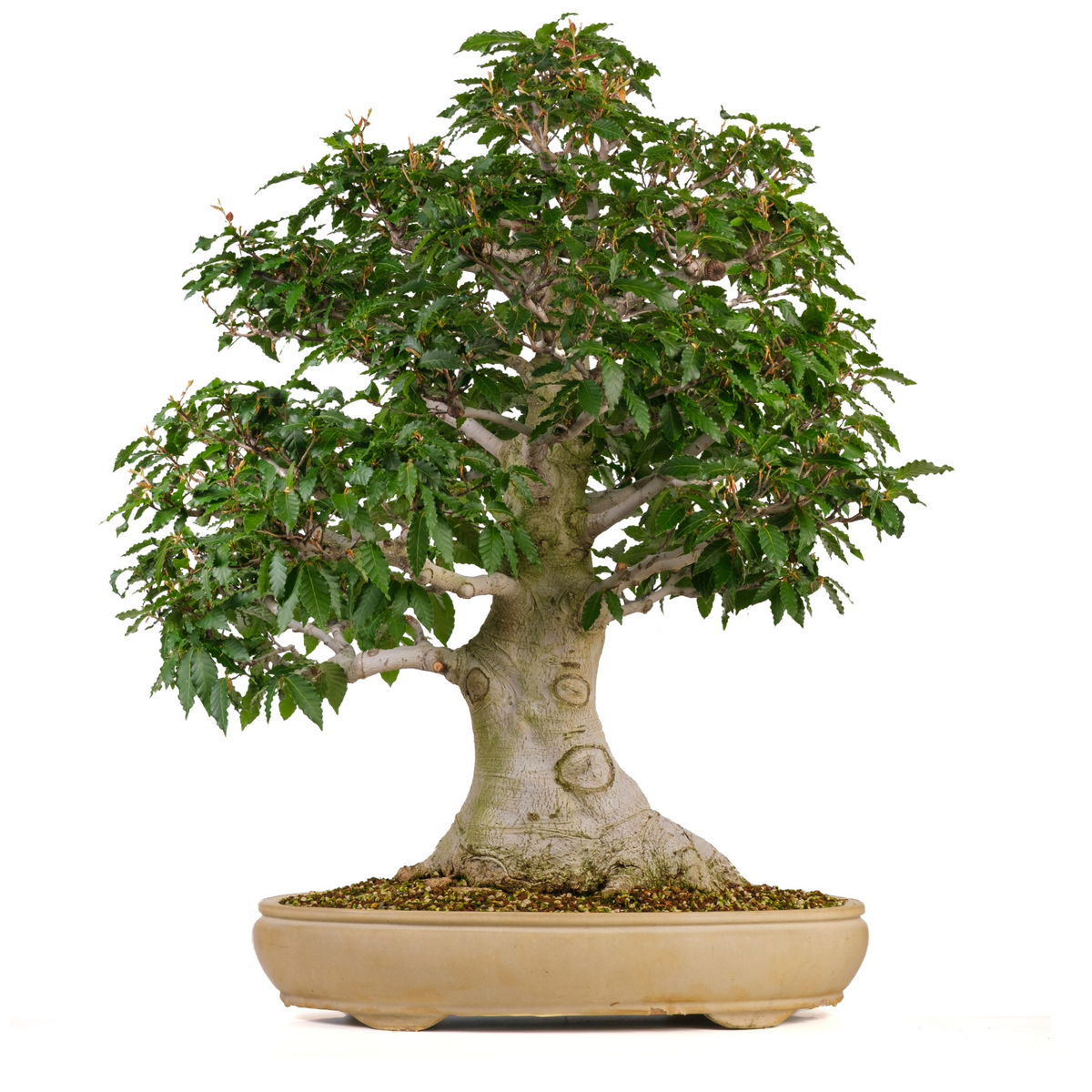 Fagus crenata (faggio giapponese) n. 117, altezza ~95 cm