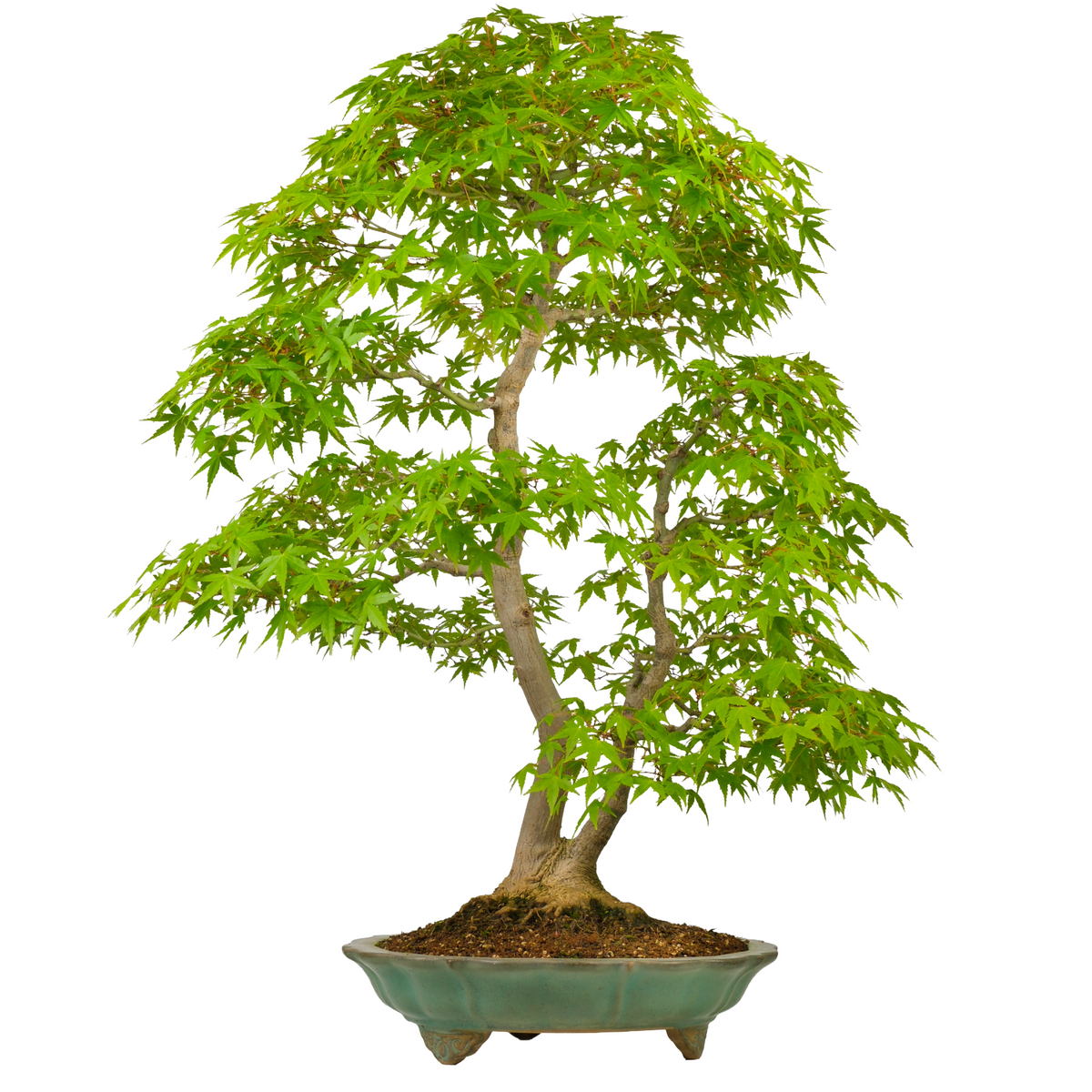Acer palmatum (Acero giapponese) n. 43, altezza ~82 cm