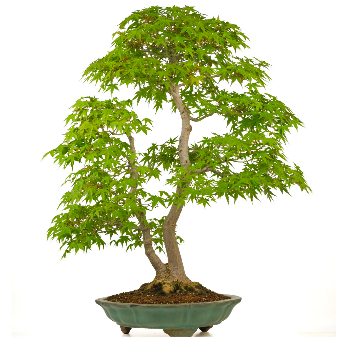 Acer palmatum (Acero giapponese) n. 43, altezza ~82 cm