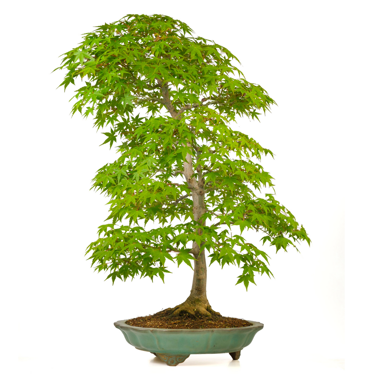 Acer palmatum (Acero giapponese) n. 43, altezza ~82 cm