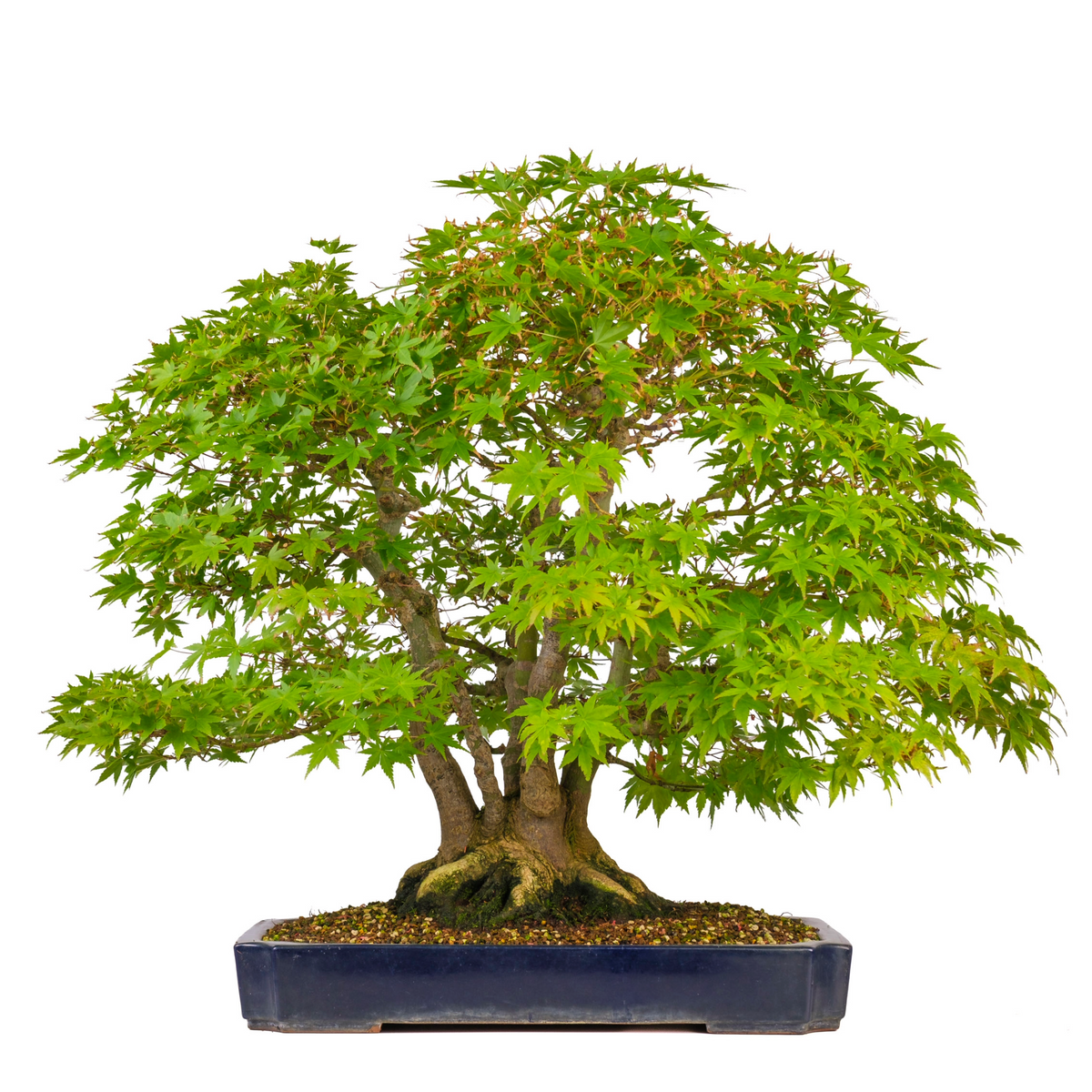 Acer palmatum (acero giapponese) n. 17, altezza ~66 cm