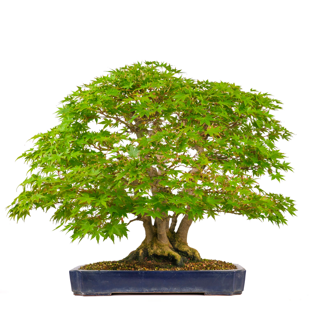 Acer palmatum (acero giapponese) n. 17, altezza ~66 cm