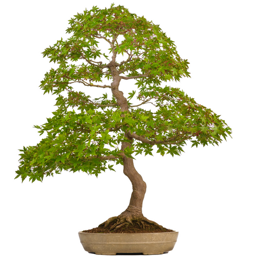 Acer palmatum (acero giapponese) n. 39, altezza ~90 cm