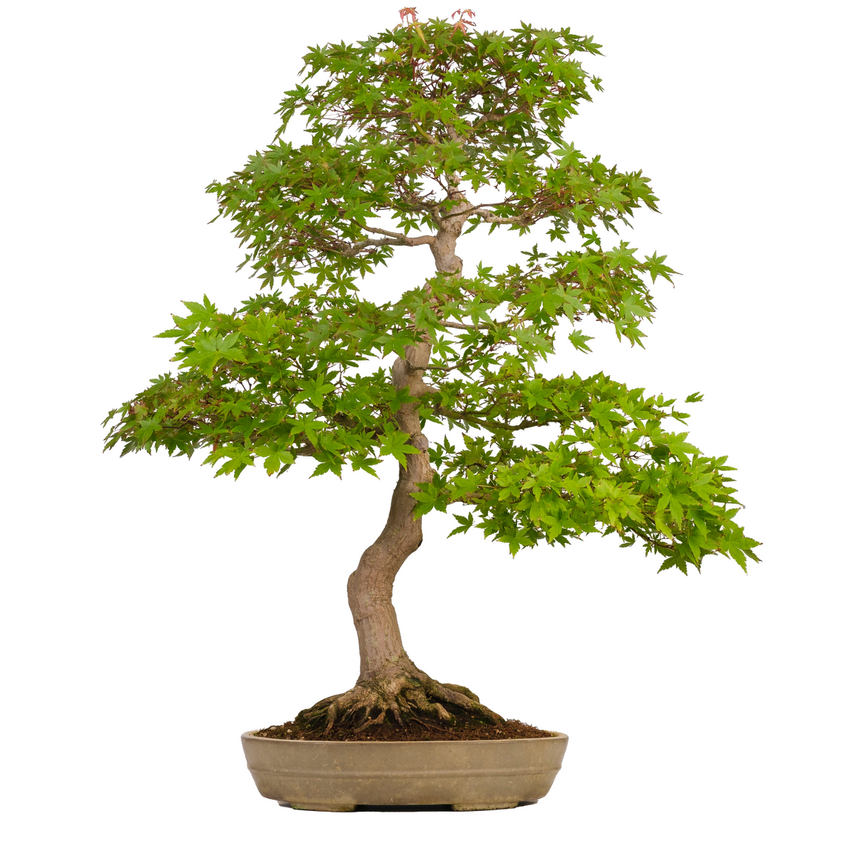 Acer palmatum (acero giapponese) n. 39, altezza ~90 cm