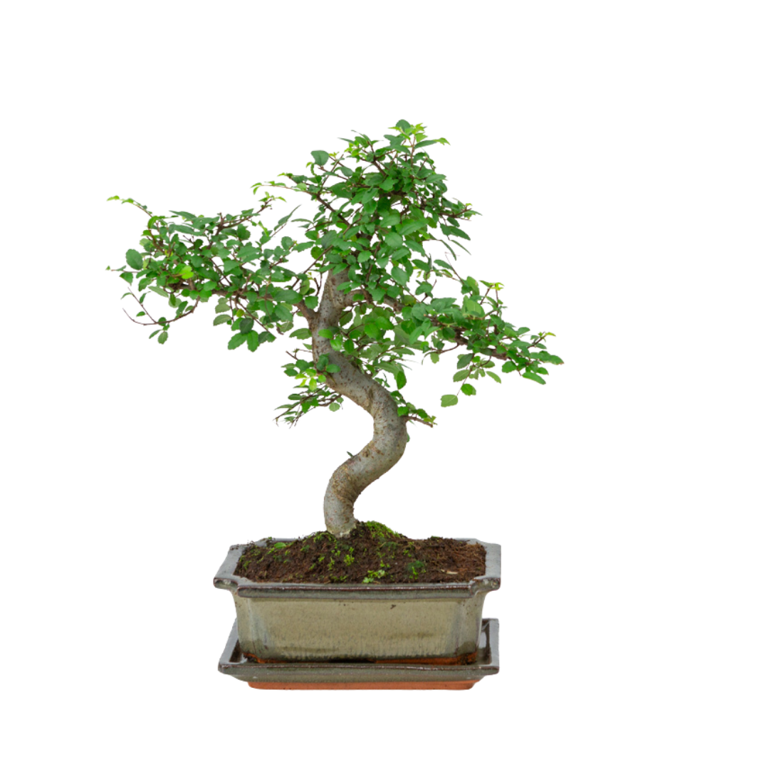 Binnen Bonsai Zelkova shape groene rechthoekige pot 20cm, hoogte ~ 35cm