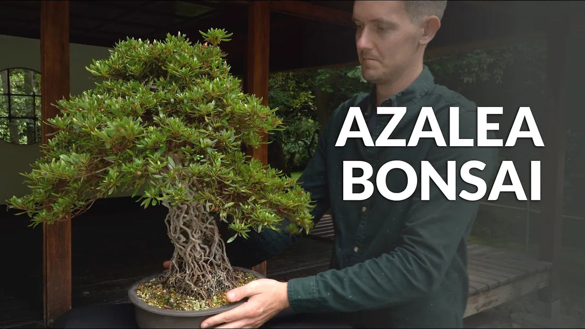 Carica il video: Video sulla cura del Bonsai di Azalea