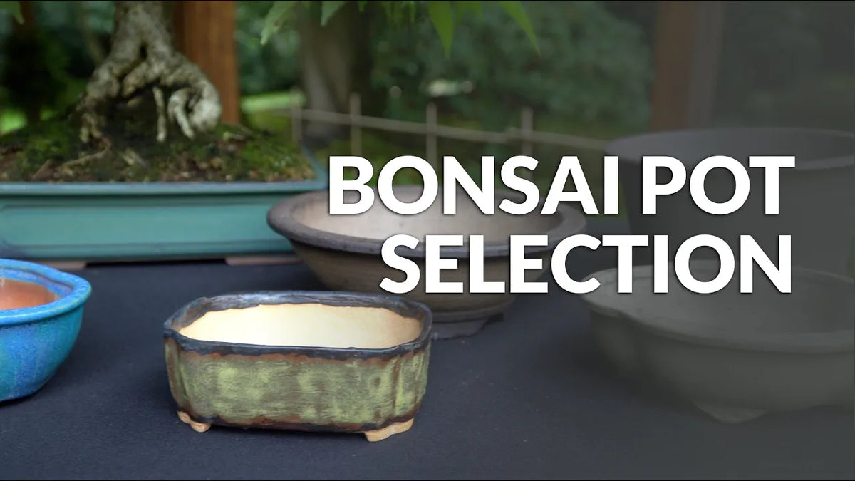 Carica il video: Video su come scegliere un vaso per Bonsai