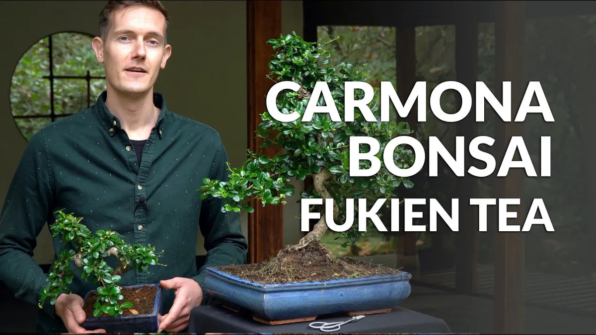 Carica il video: Video sulla cura del Bonsai Carmona