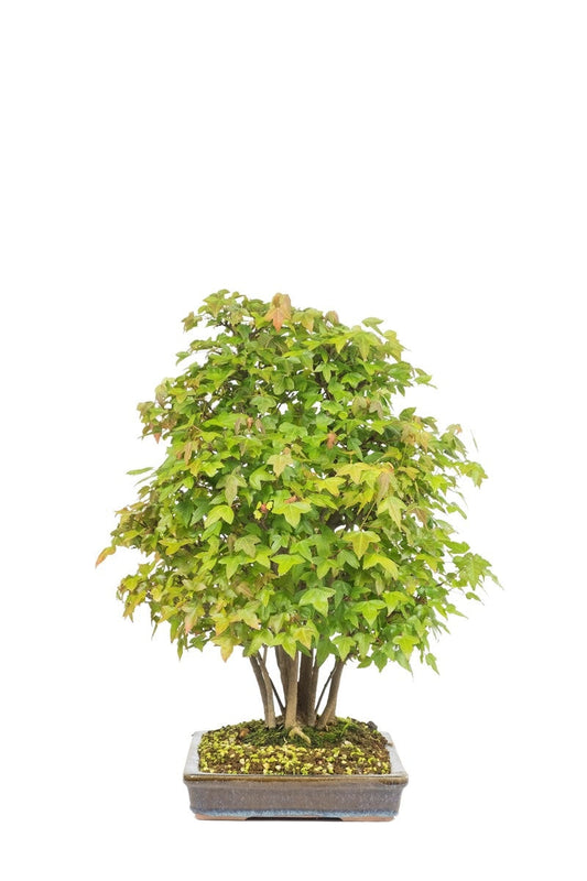 Outdoor Bonsai Acer buergerianum ongeglazuurde rechthoekige pot 32cm, hoogte ~50cm