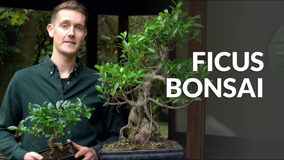 Carica il video: Video sulla cura del Bonsai Ficus