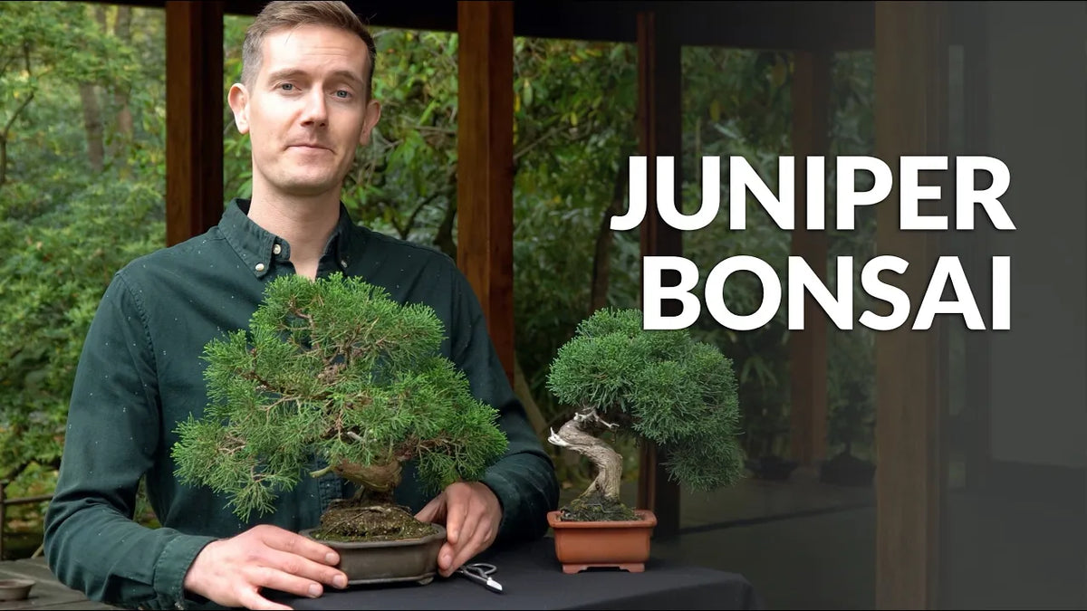 Carica il video: Video sulla cura del Bonsai di Juniperus
