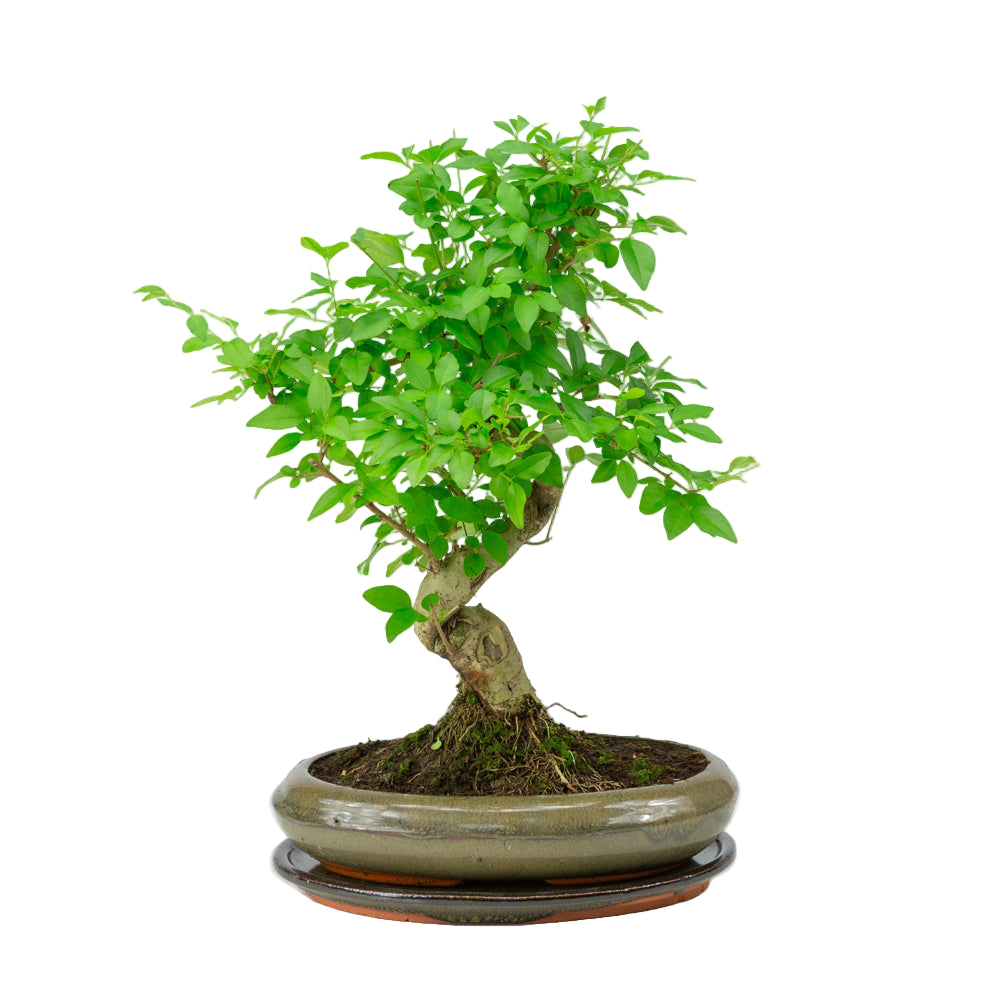 Binnen Bonsai Ligustrum sinensis groene ovale pot 24cm, hoogte ~ 40cm