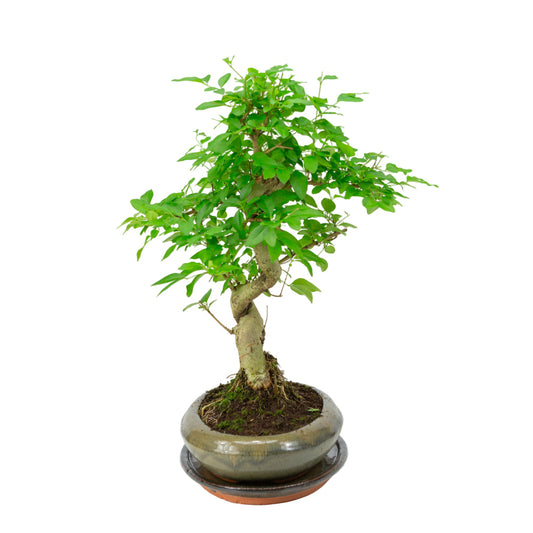Bonsai di Ligustrum sinensis in vaso verde 24cm, altezza ~40cm