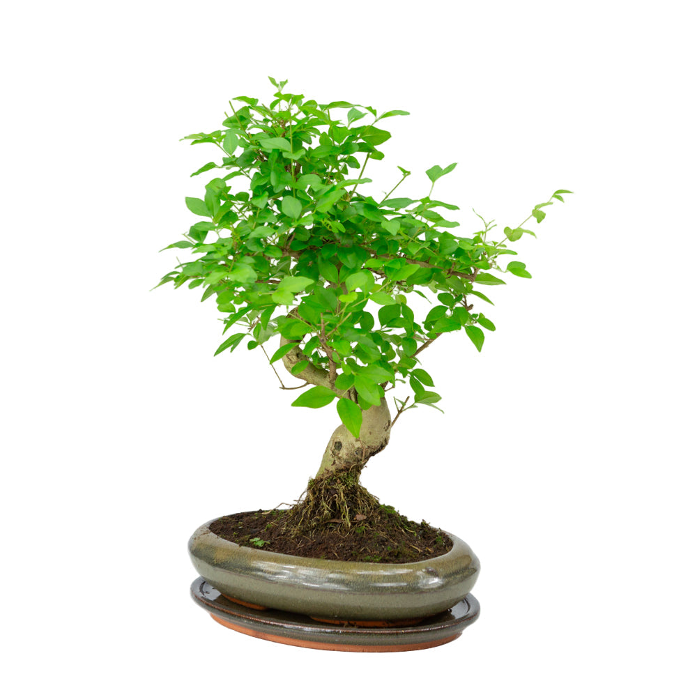 Bonsai di Ligustrum sinensis in vaso verde 24cm, altezza ~40cm