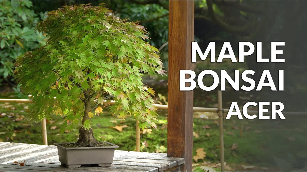 Carica il video: Video sulla cura del Bonsai di Acero