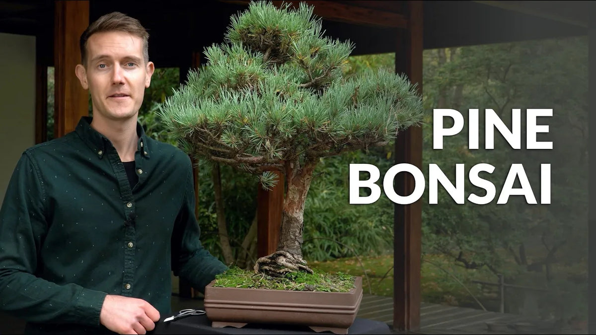 Carica il video: Video sulla cura del Bonsai di pino