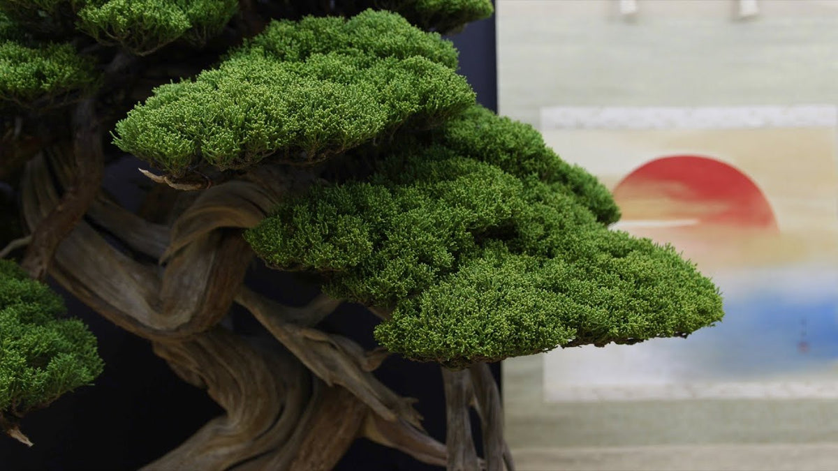 Carica il video: Mostra di bonsai Taikan-ten a Kyoto