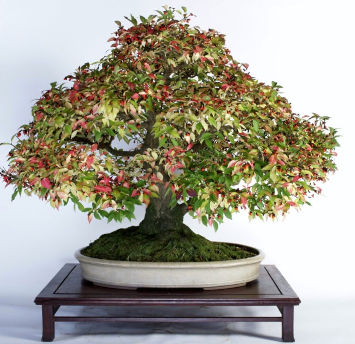 Bonsai boom