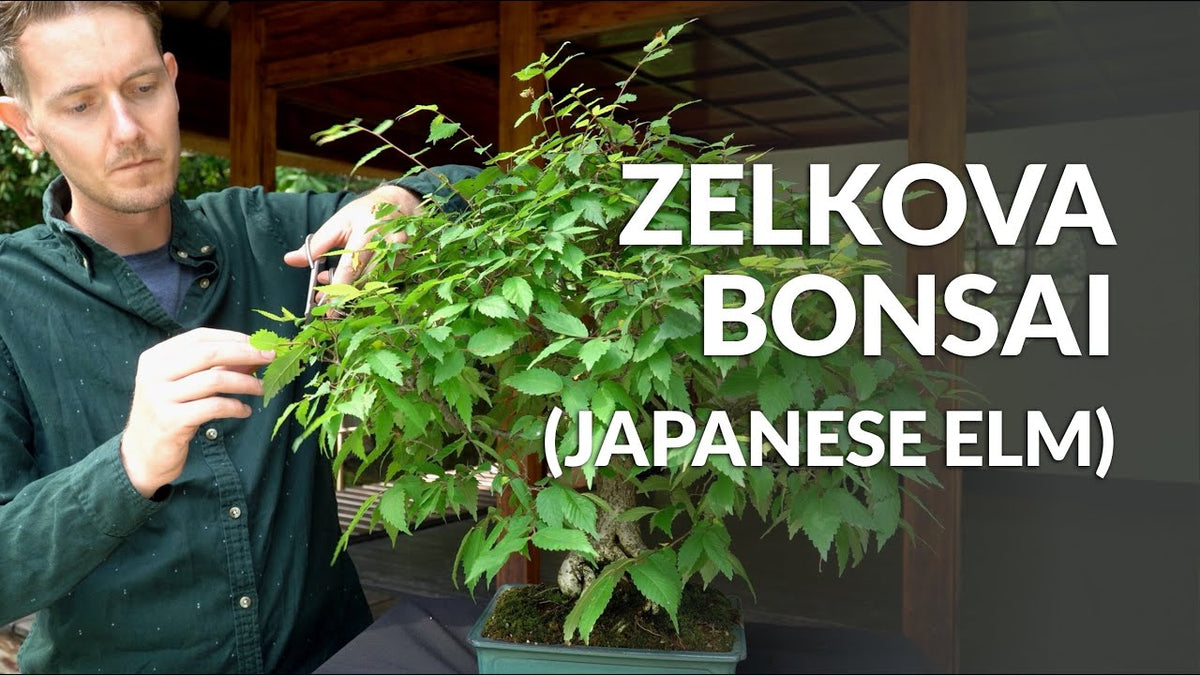 Carica il video: Video sulla cura del Bonsai Zelkova